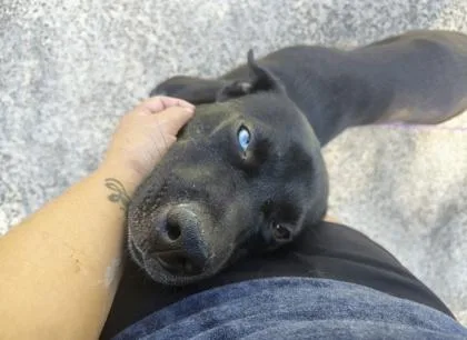 A young large-sized male American Staffordshire Terrier dog named Gru for adoption in Cumming, GA