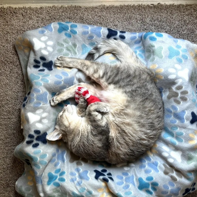 An adult small-sized female Torbie Domestic Short Hair cat named Luna for adoption in Fort Worth, TX