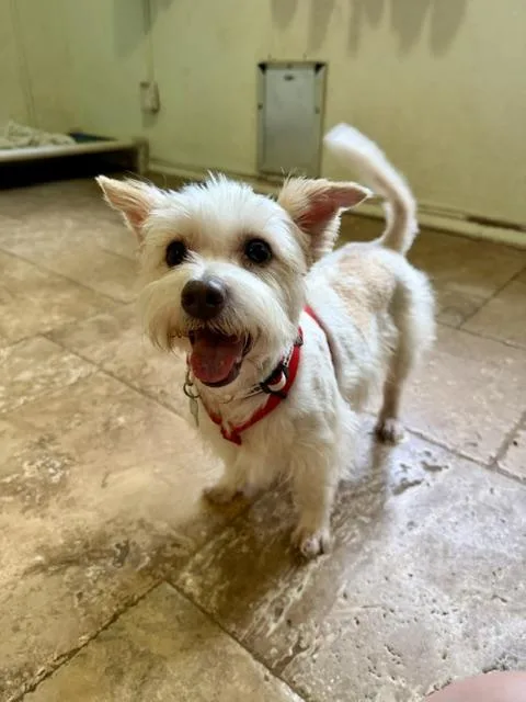 An adult small-sized male West Highland White Terrier / Westie dog named Nico for adoption in Spring, TX