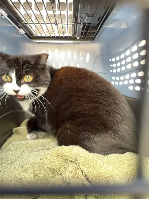 A senior medium-sized female Domestic Short Hair cat named Sarah for adoption in Palmetto, FL