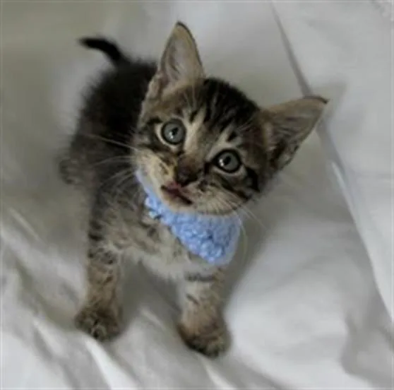 A baby small-sized male Domestic Short Hair cat named Lark for adoption in San Antonio, TX
