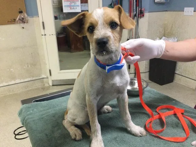 A baby small-sized male Terrier dog named A for adoption in Riverside, CA