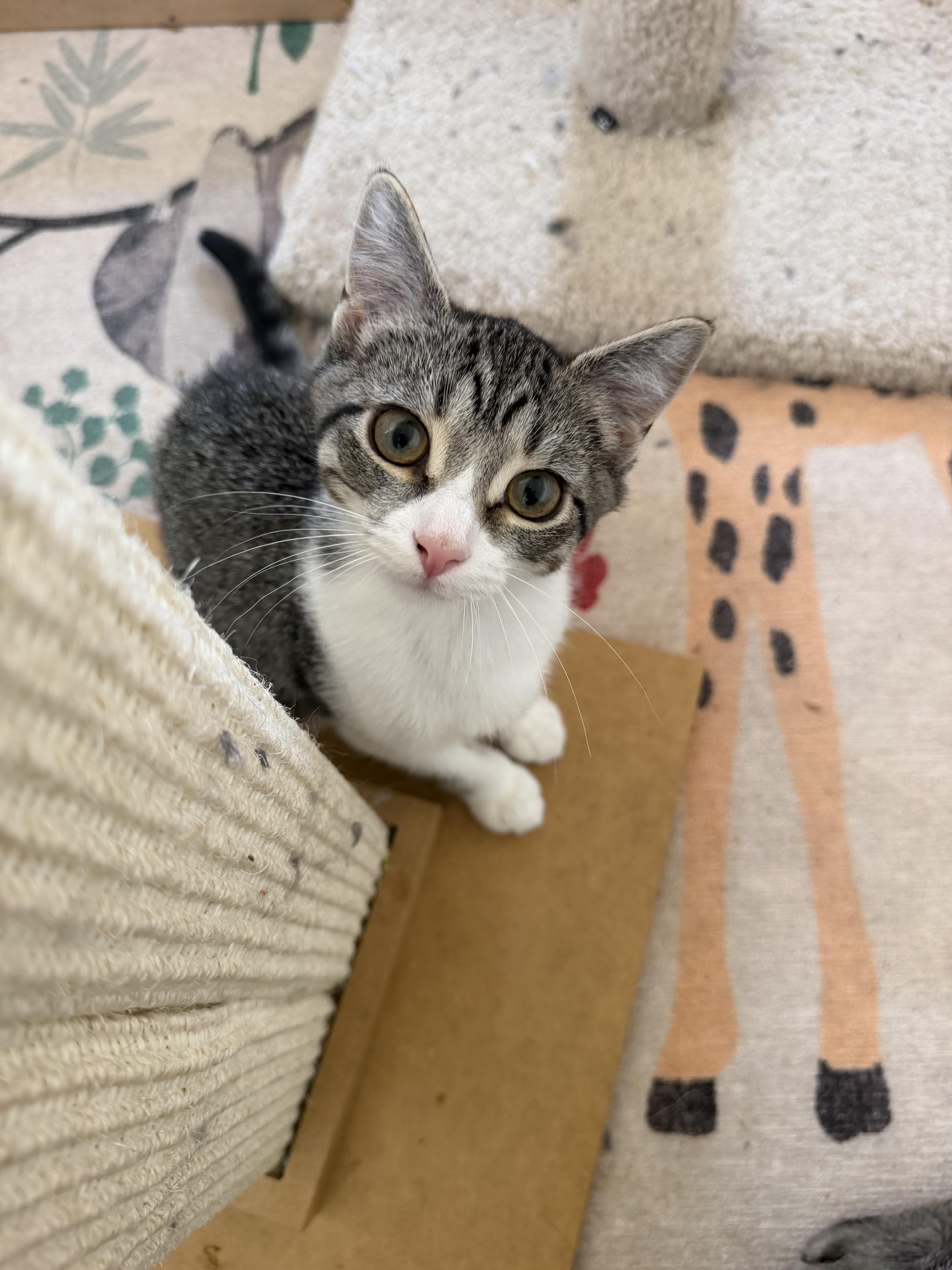 A young medium-sized female Tabby (Gray / Blue / Silver) Domestic Short Hair cat named Pimento for adoption in Chicago Ridge, IL