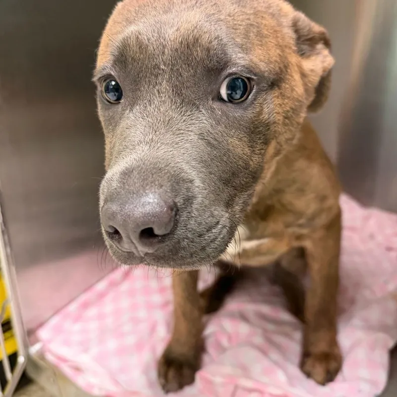 A young small-sized male Brindle Mixed Breed dog named Rockingham for adoption in Davenport, IA