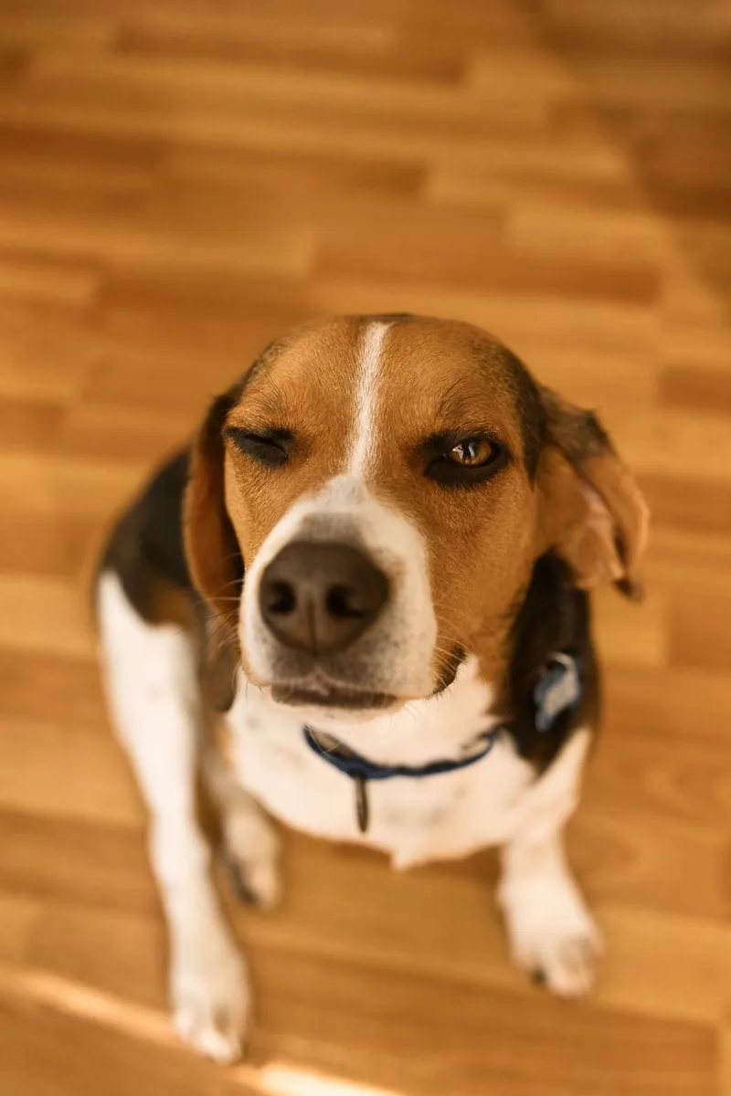 An adult small-sized male Tricolor (Brown, Black, & White) Beagle dog named Pete for adoption in Chamblee, GA