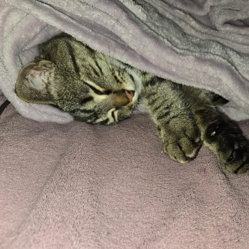 An adult medium-sized female Tabby (Brown / Chocolate) British Shorthair cat named Shiver for adoption in Houghton Lake, MI
