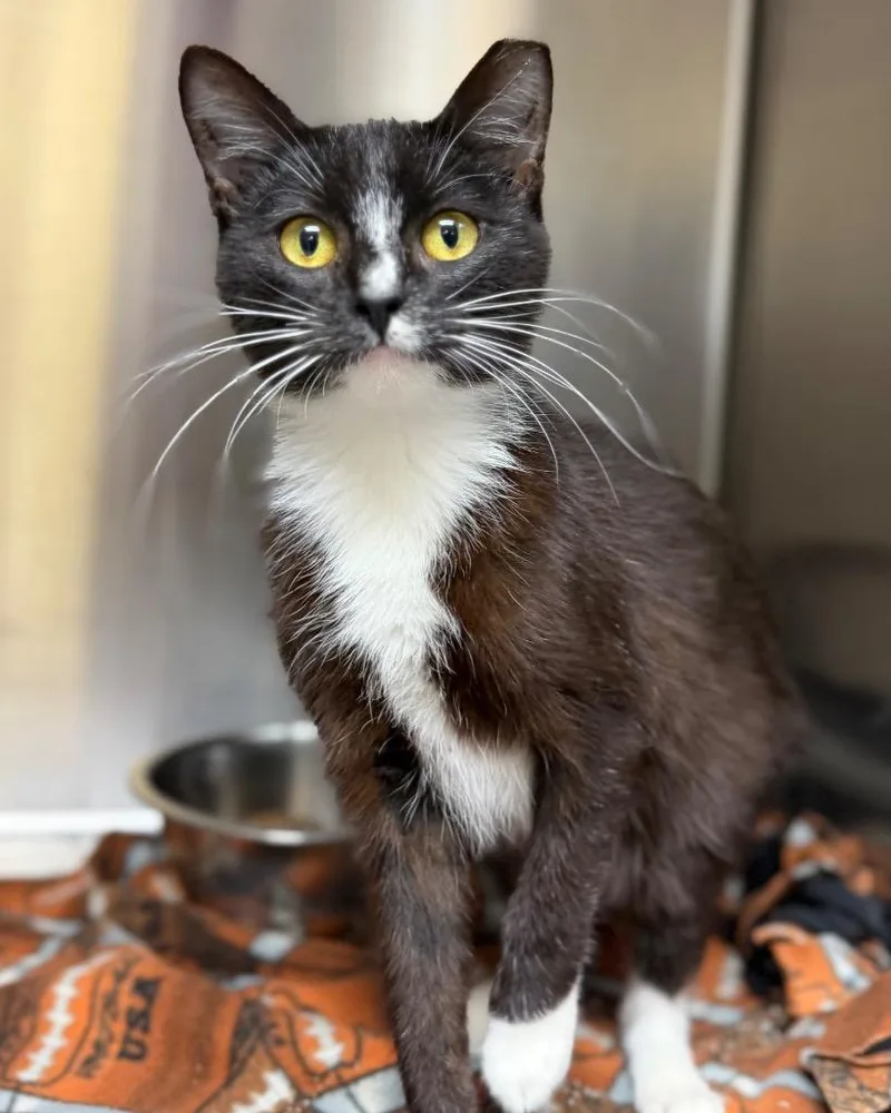 A young medium-sized male Domestic Short Hair cat named Homie for adoption in Columbus, NE