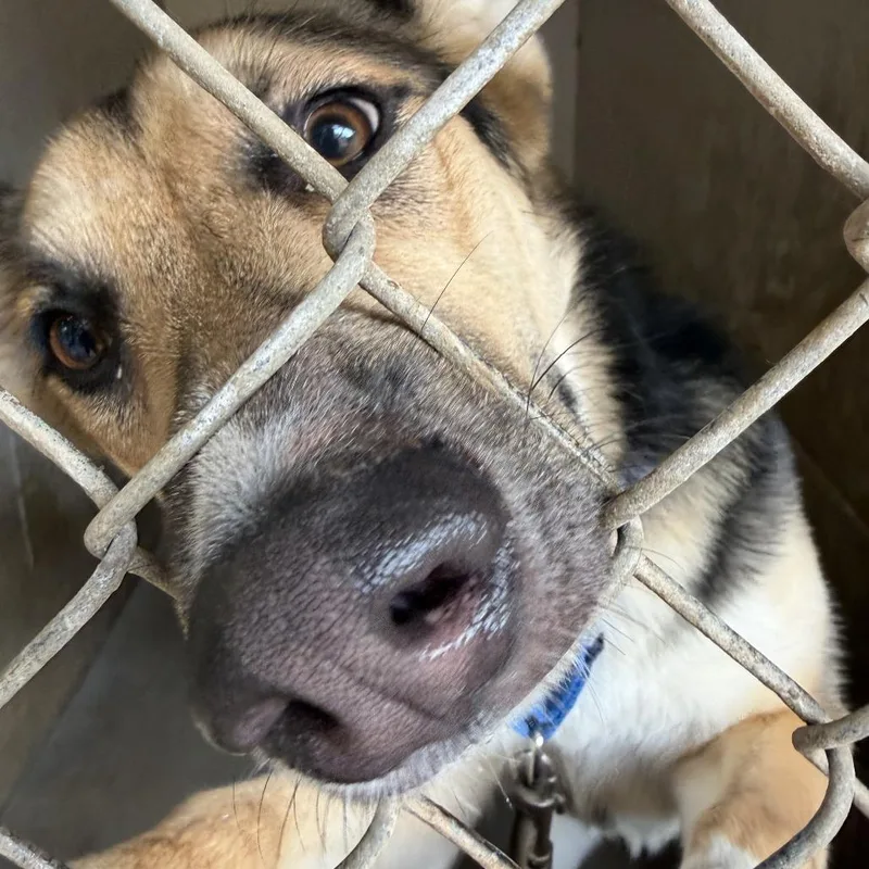 A young medium-sized female German Shepherd Dog dog named Mimsy for adoption in Austin, TX