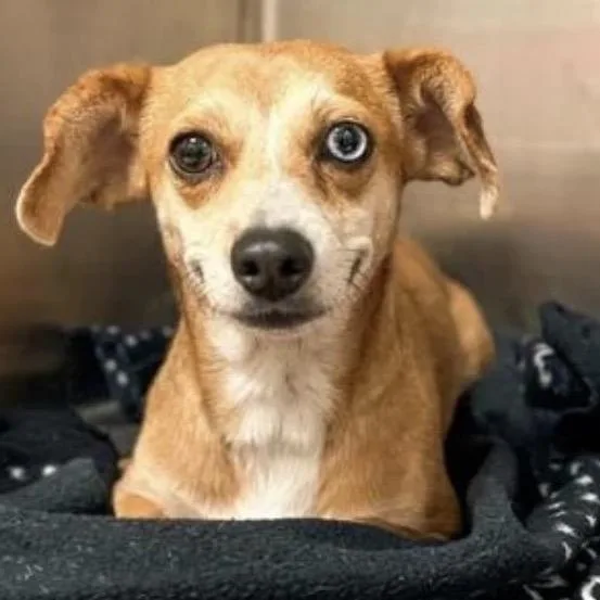 Mauve thumbnail 5