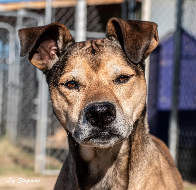 A senior medium-sized female Mixed Breed dog named Rhea And Tali for adoption in Mayer, AZ