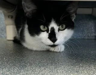 A baby medium-sized female Domestic Short Hair cat named Panini for adoption in Suffolk, VA