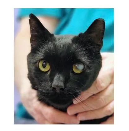 A young medium-sized male Domestic Short Hair cat named Tito for adoption in Pittsboro, NC