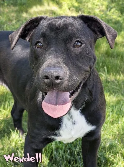 A baby medium-sized male Shepherd dog named Wendell for adoption in Mason, MI