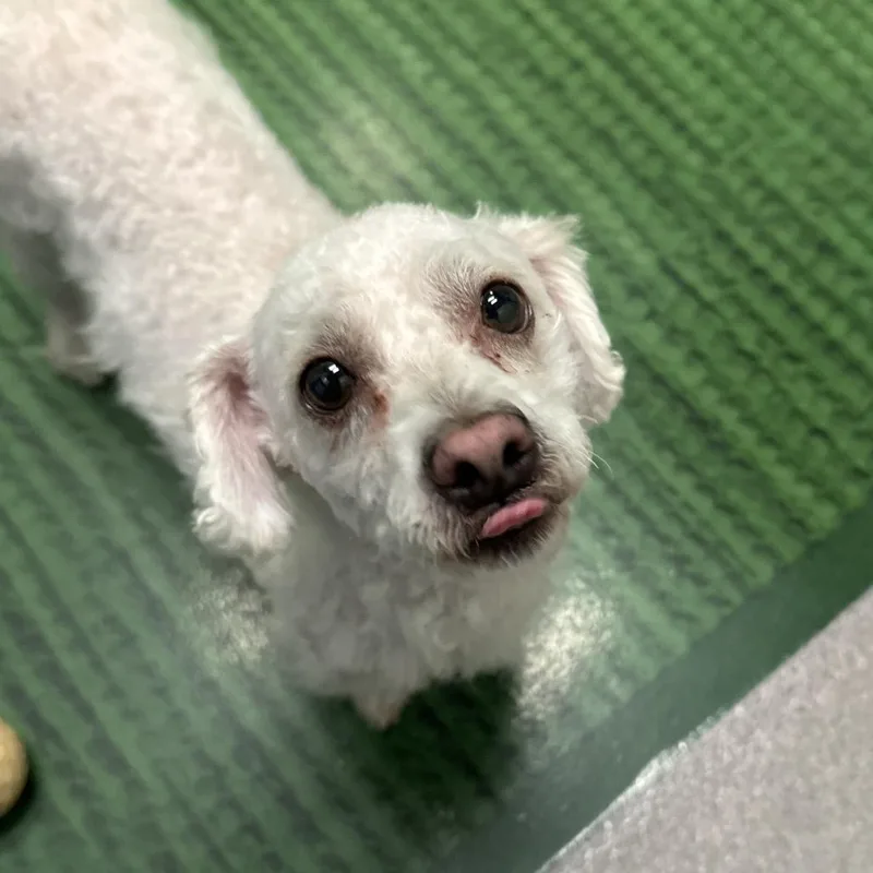Gizmo