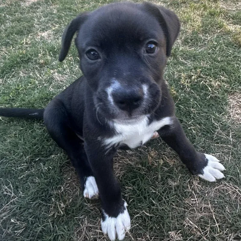 A baby small-sized female Black Terrier dog named Daisy for adoption in Montgomery, AL