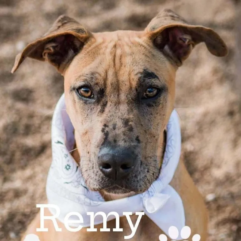 Remy thumbnail 2