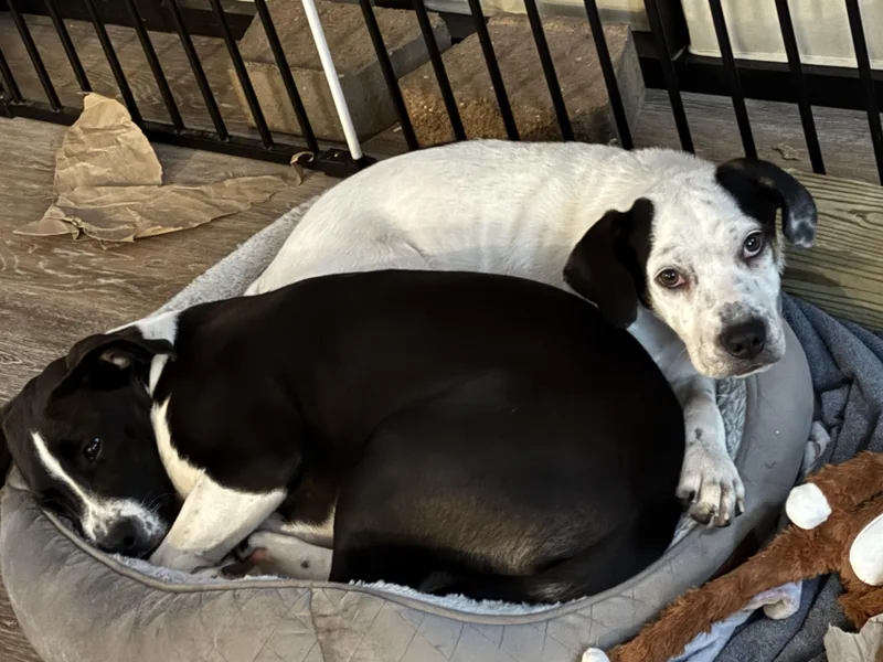 Tony  Fun And thumbnail 3