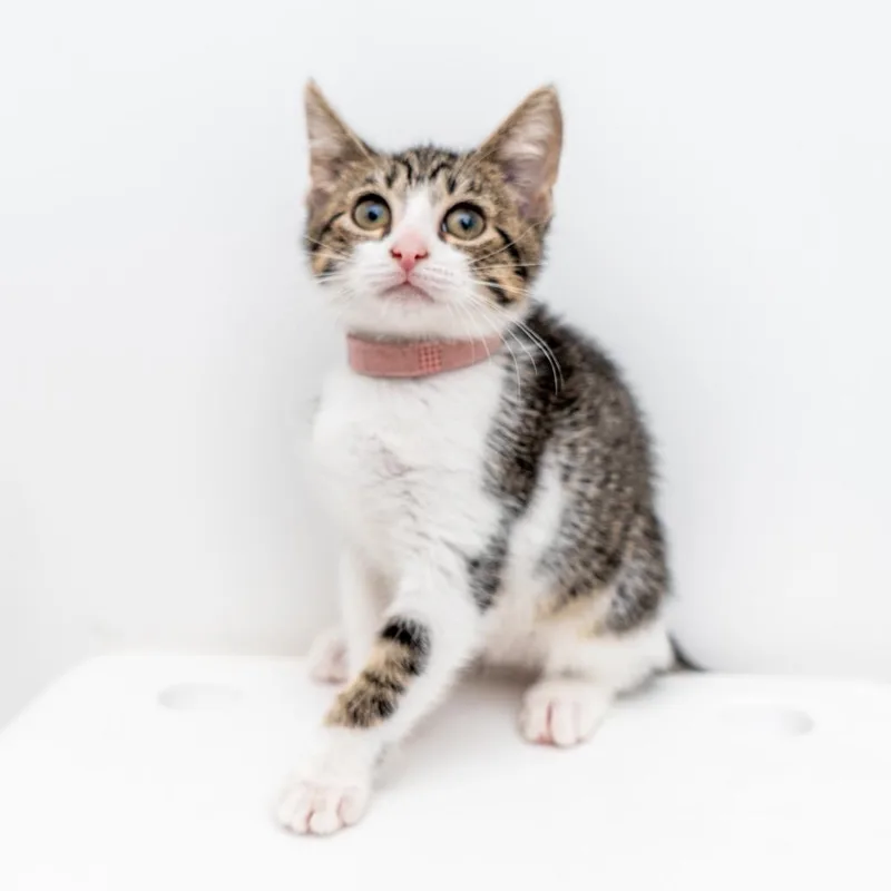 A baby small-sized female White Domestic Short Hair cat named Olivia for adoption in New York, NY