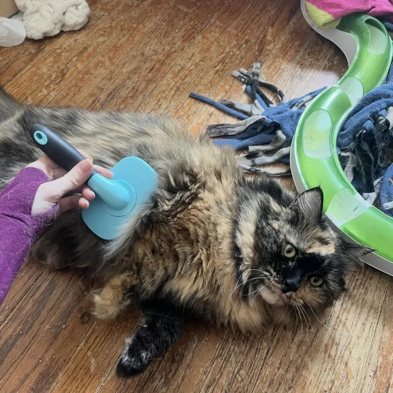An adult medium-sized female Tortoiseshell Domestic Long Hair cat named Thea for adoption in Omaha, NE