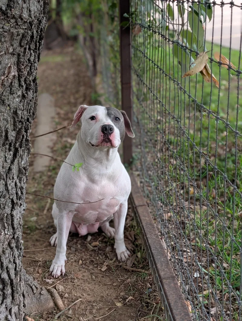 A senior large-sized female Pit Bull Terrier dog named Bella for adoption in Fort Worth, TX
