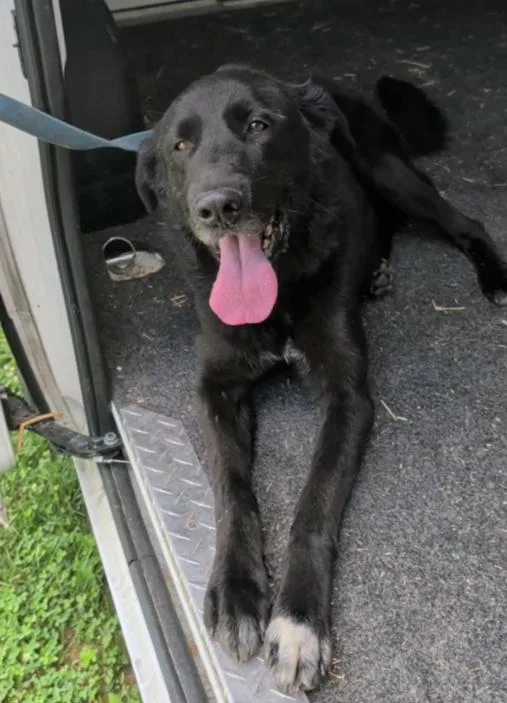 An adult large-sized male Black Labrador Retriever dog named Ray for adoption in Hazard, KY