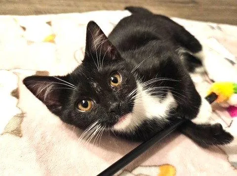 Dipstick Polydactly