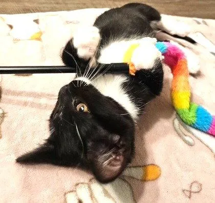 Dipstick  Polydactly thumbnail 2