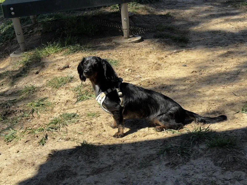 Winston