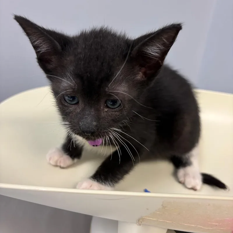 A baby small-sized male Black Domestic Short Hair cat named Taffy for adoption in Columbus, GA