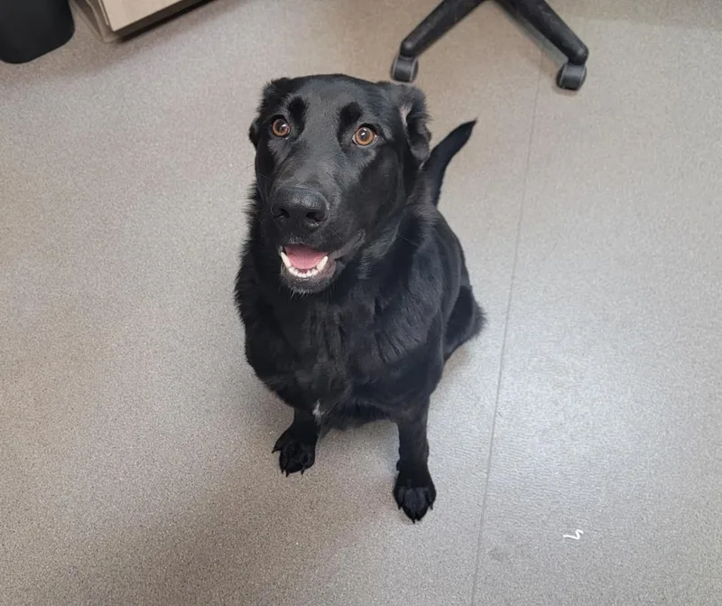 A young medium-sized female Labrador Retriever dog named Harley for adoption in La Porte, IN