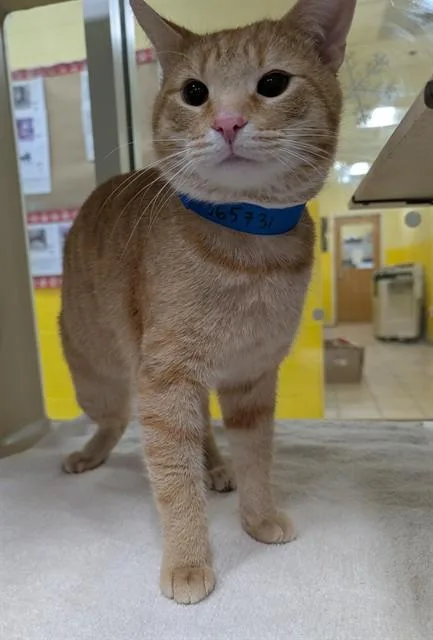 An adult small-sized male Domestic Short Hair cat named Comet for adoption in Upper Marlboro, MD