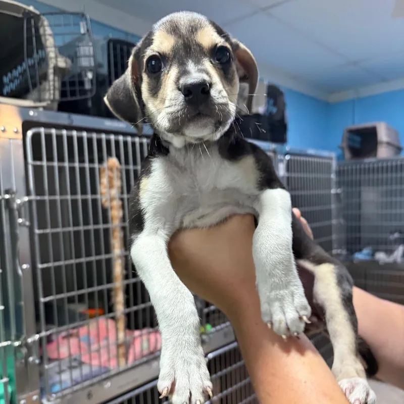 A baby small-sized female Black Pit Bull Terrier dog named Ursula for adoption in Newport, NC