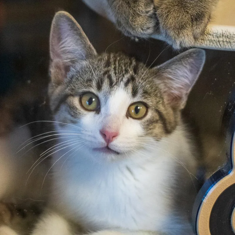 A baby small-sized male Domestic Short Hair cat named Darby for adoption in Flagstaff, AZ
