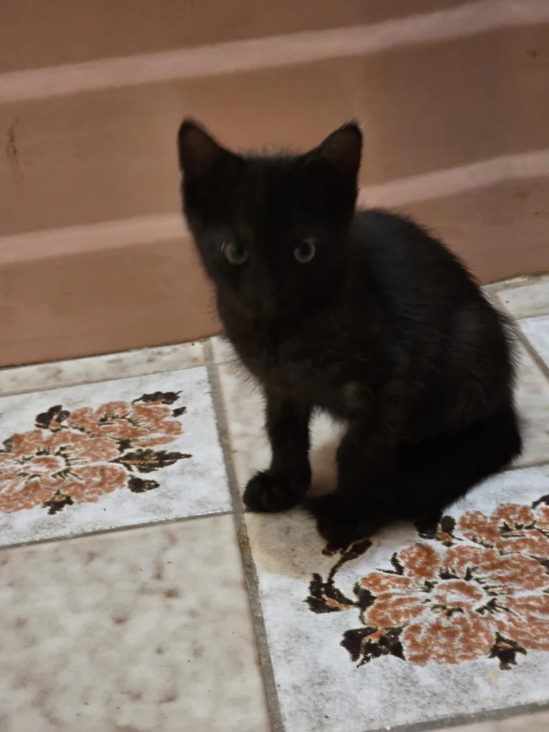 A baby medium-sized male Smoke Domestic Short Hair cat named Matt for adoption in Maitland, FL