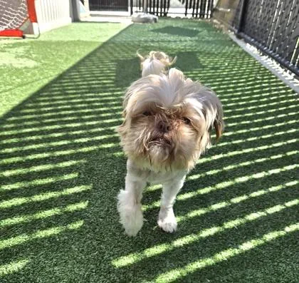 A senior small-sized female Mixed Breed dog named Chloe for adoption in Pleasanton, CA