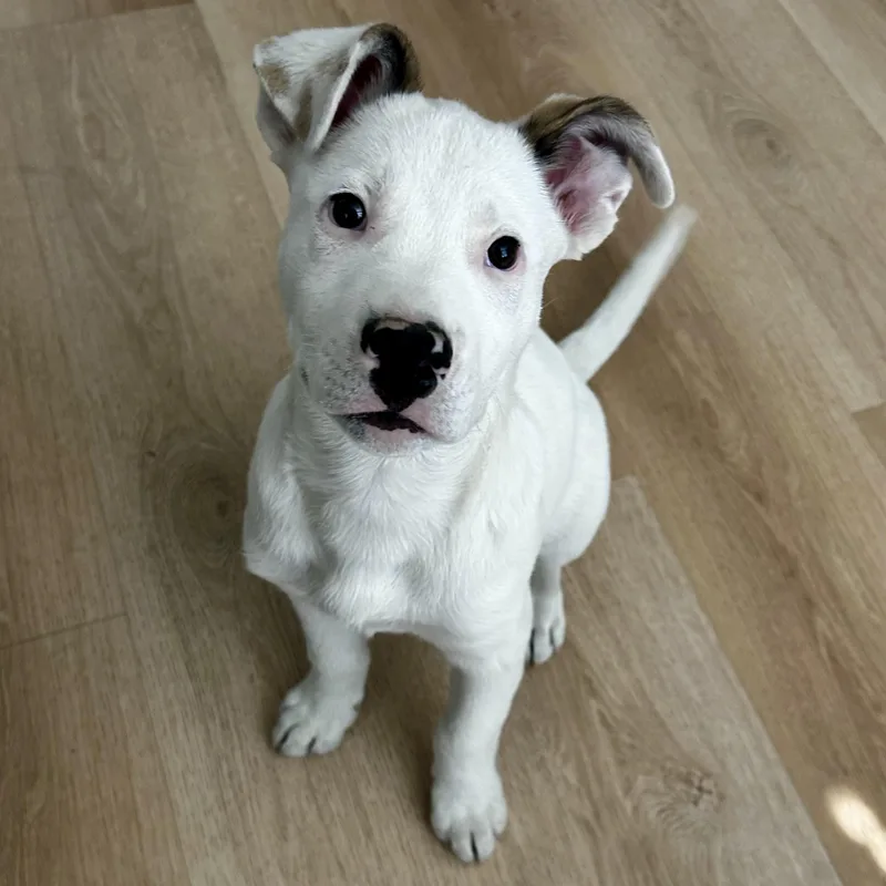 A baby medium-sized male Mixed Breed dog named Koopa for adoption in Henderson, NV