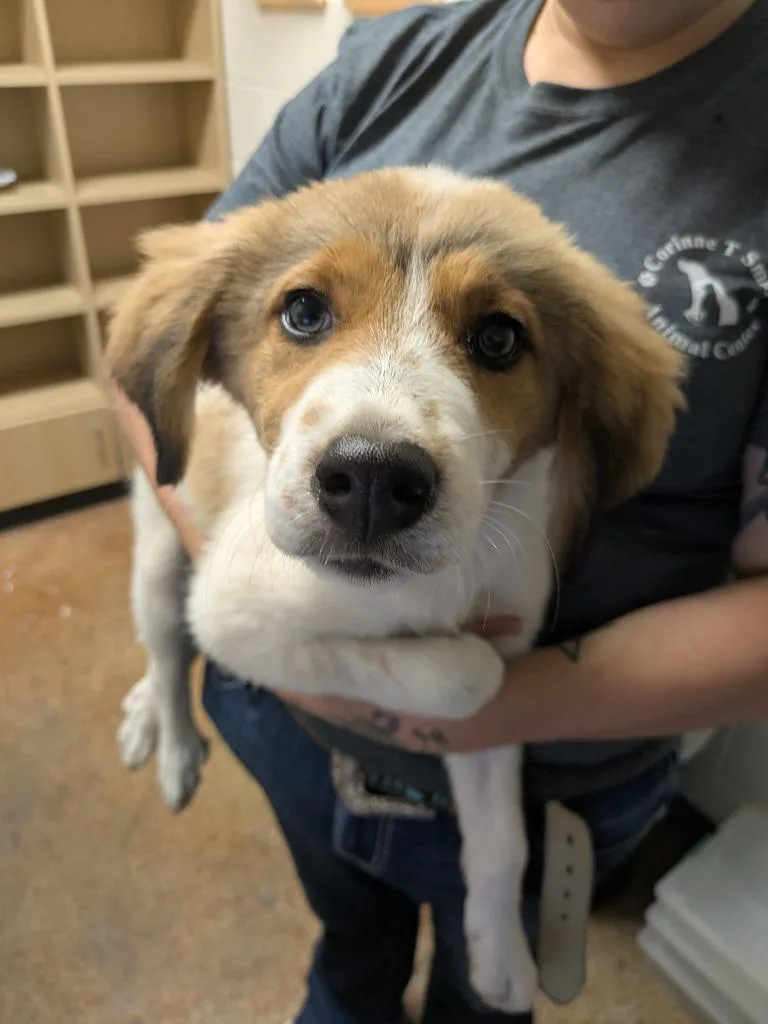 A baby large-sized female Great Pyrenees dog named Bella for adoption in Brownwood, TX