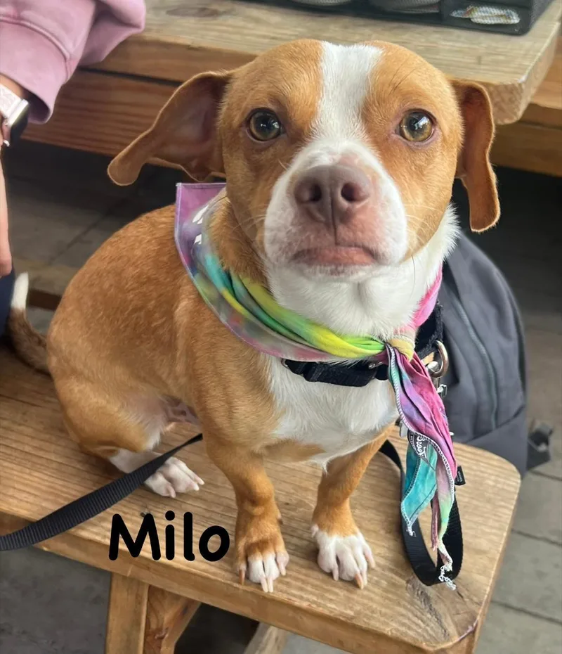 Milo thumbnail 2