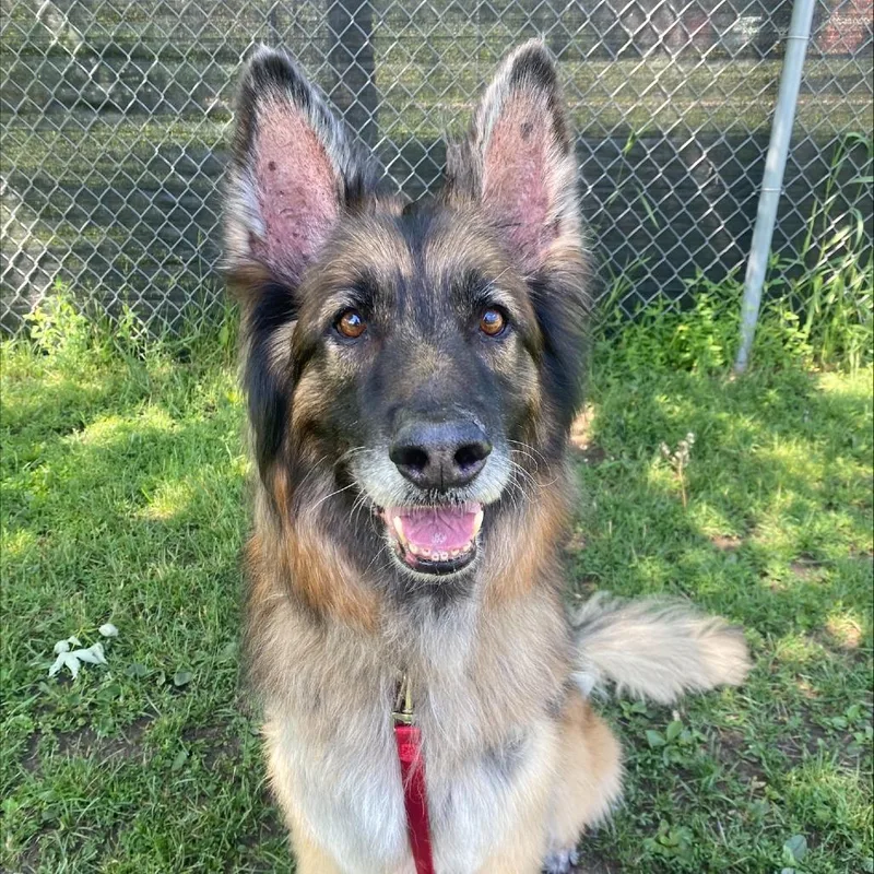 A senior medium-sized male Brown / Chocolate Mixed Breed dog named Arlo for adoption in Oshkosh, WI
