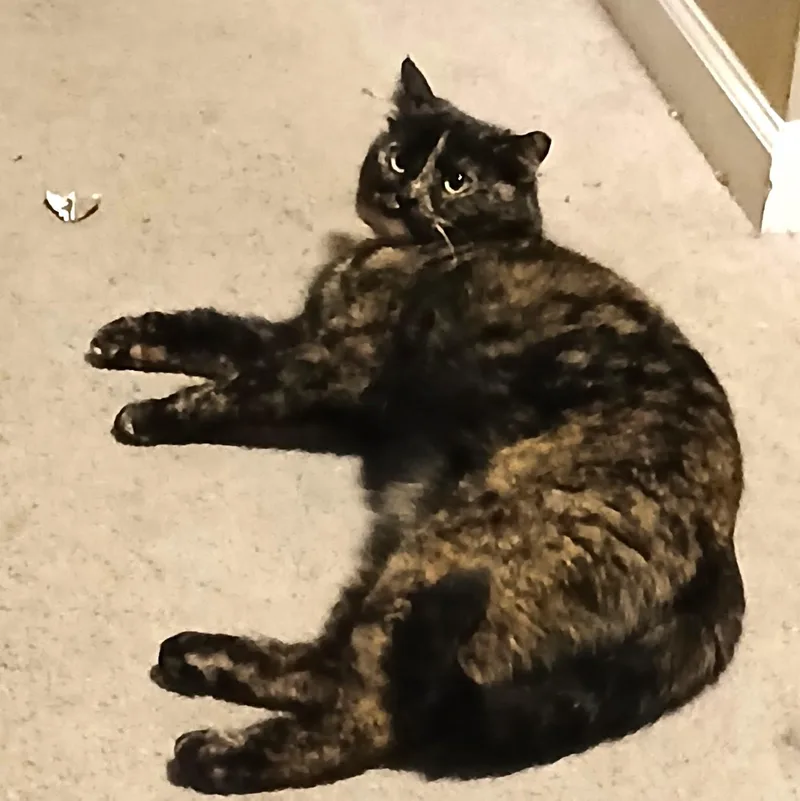 An adult medium-sized female Tortoiseshell Tortoiseshell cat named Pippinz for adoption in Pasco, WA