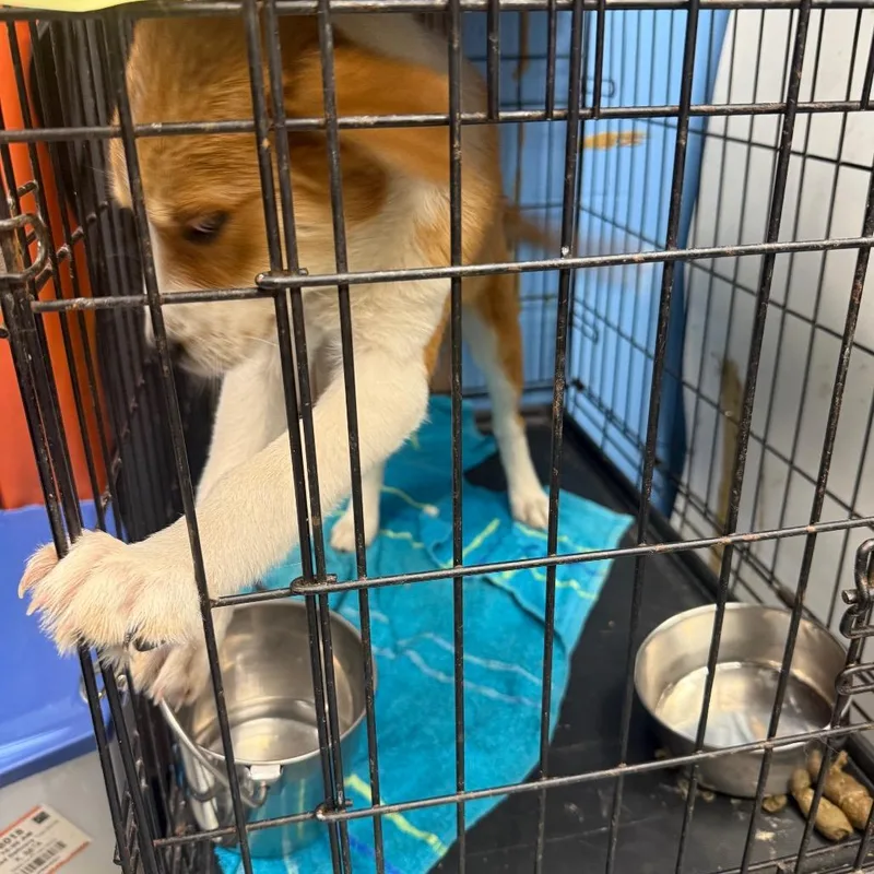 A young small-sized female Red / Chestnut / Orange Collie dog named Orchid P Already Chipped for adoption in Corsicana, TX