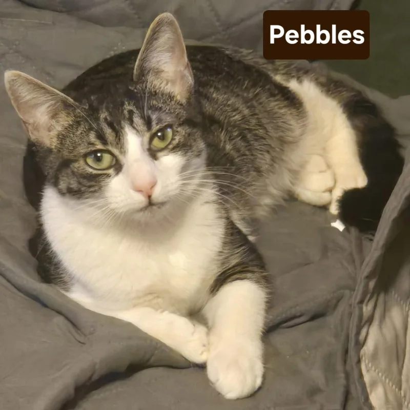 A young small-sized female Tabby (Gray / Blue / Silver) Domestic Short Hair cat named Pebbles for adoption in Bentonville, AR