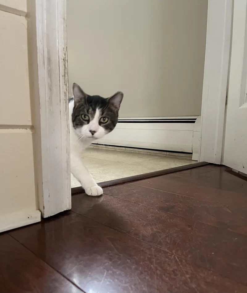 A young medium-sized male Tabby (Gray / Blue / Silver) American Shorthair cat named Archie for adoption in Avondale, PA