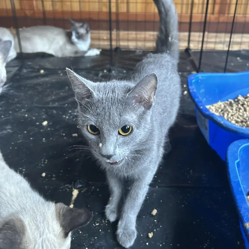 An adult small-sized female Gray / Blue / Silver Domestic Short Hair cat named Tori for adoption in Springdale, AR