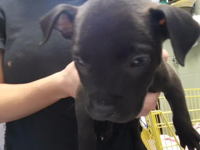 A baby small-sized female Pit Bull Terrier dog named Lo Mein for adoption in Tulsa, OK