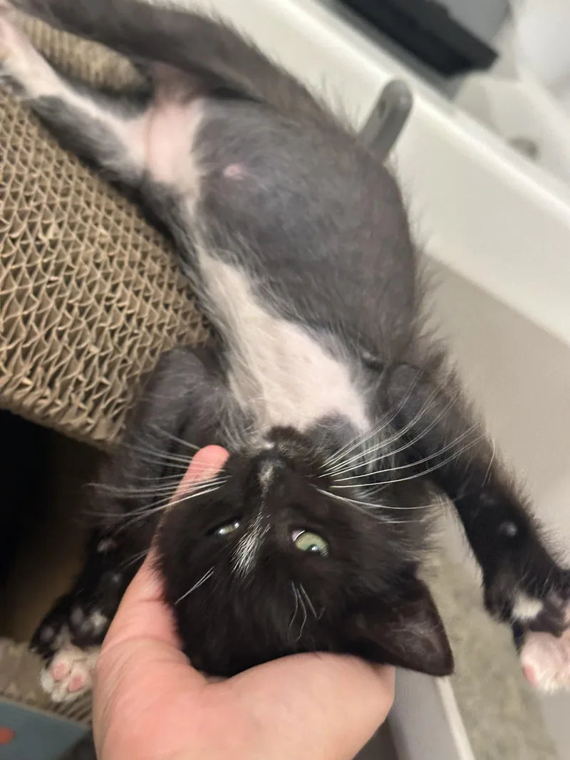 A baby medium-sized female Black Domestic Short Hair cat named Echo Dottie for adoption in Leesburg, VA