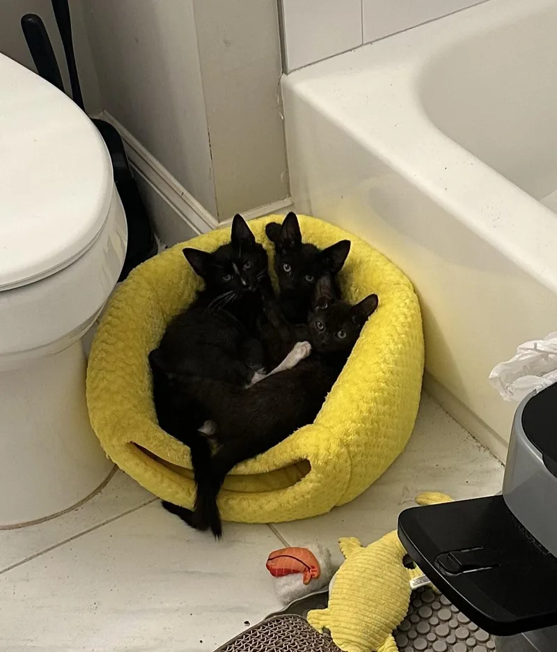 Echo  Dottie  thumbnail 3