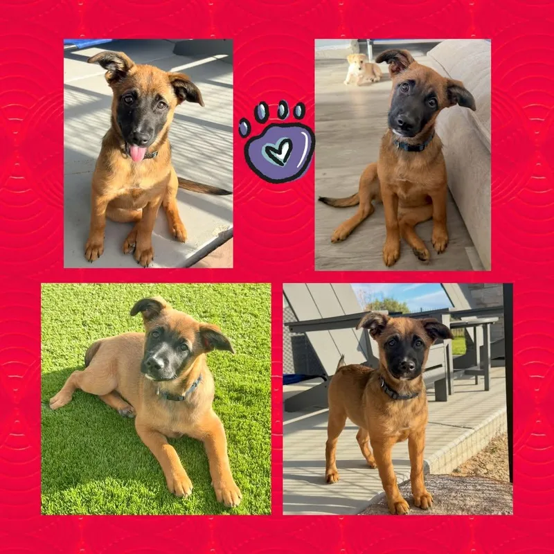 A baby medium-sized female Bicolor Mixed Breed dog named Leche for adoption in Chino Valley, AZ