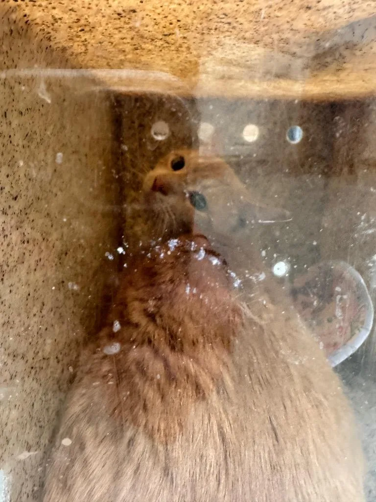 An adult medium-sized male Domestic Short Hair cat named Bingo for adoption in Danielsville, GA