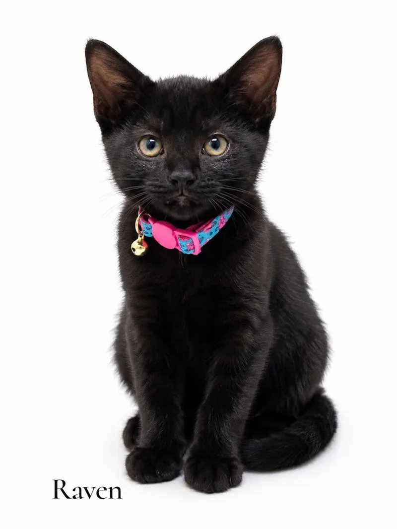 A baby medium-sized female Black Domestic Short Hair cat named Raven for adoption in Stevensville, MI